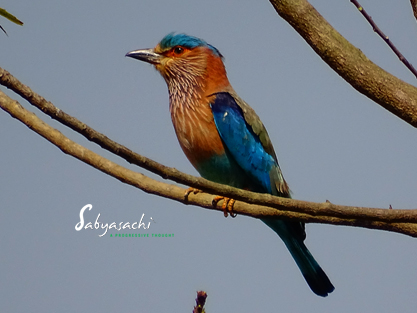 Indian Roller