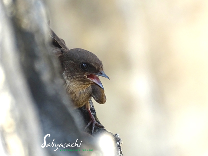 Dusky crag martin