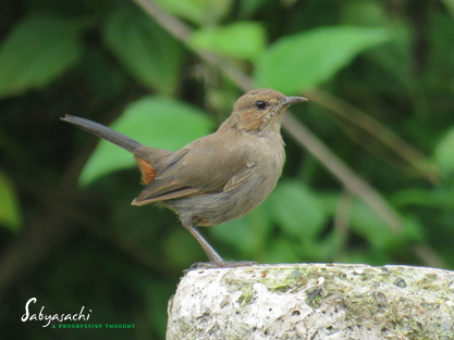 Indian Robin female
