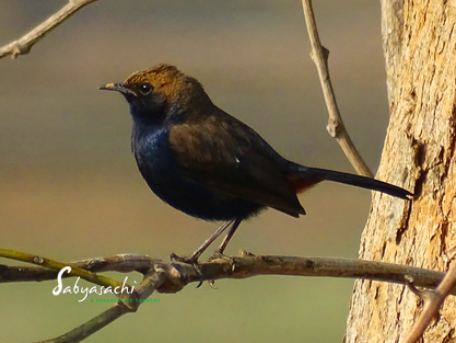 Indian Robin male