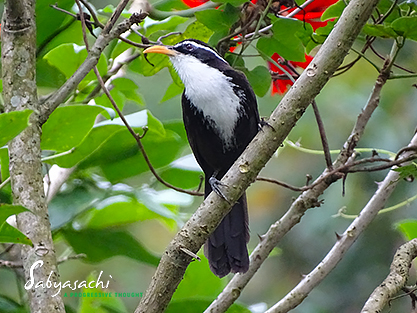 Indian scimitar babbler