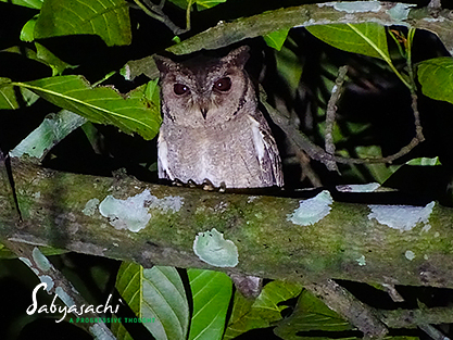 Indian scops owl
