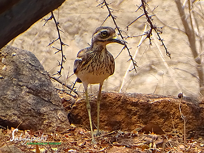 Indian stone-curlew