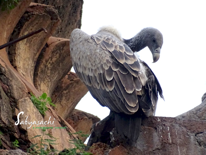 Indian vulture