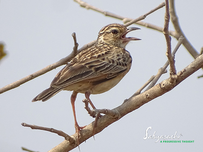 Jerdon's bush lark