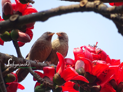 Jungle Babbler