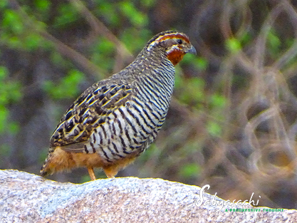 Jungle bush quail male