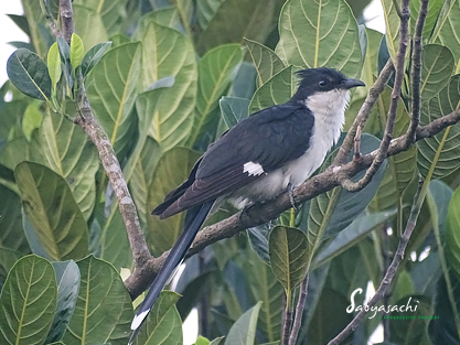 Jacobin cuckoo