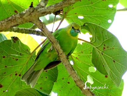 Jerdon's leafbird female