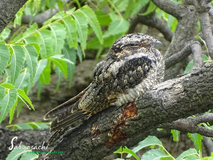 Jungle nightjar