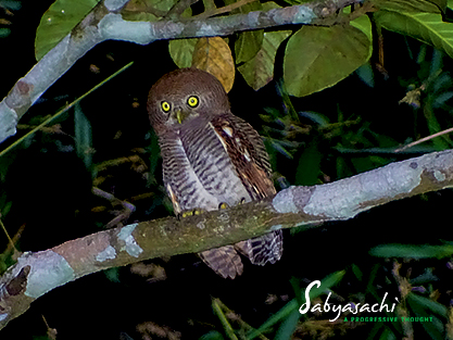 Jungle owlet