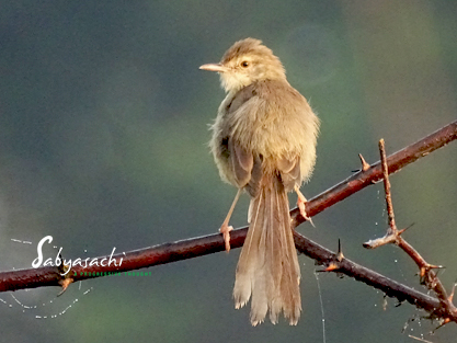 Jungle prinia