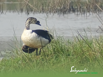 Knob-billed duck male