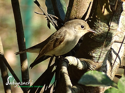 Kashmir flycatcher female