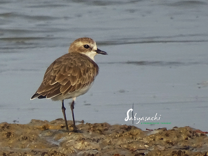 Kentish plover