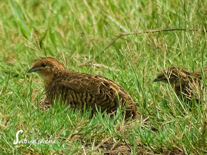 King Quail female