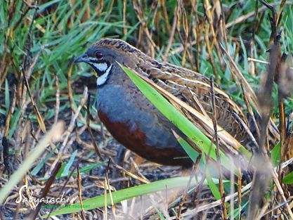 King Quail male