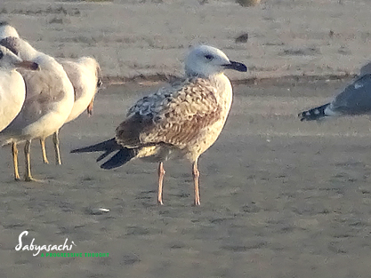 Steppe gull - Lesser black-backed gull