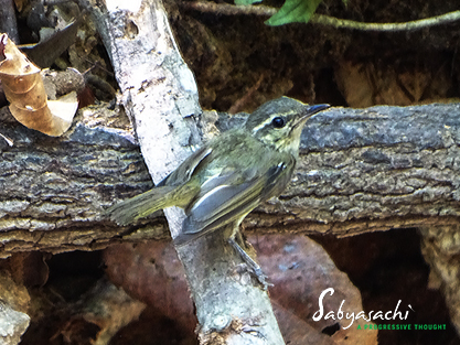 Large-billed leaf warbler