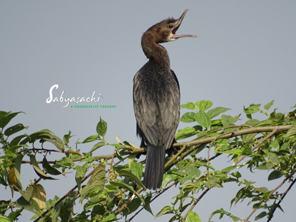 Little Cormorant
