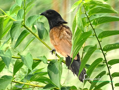 Lesser Coucal breeding plumage
