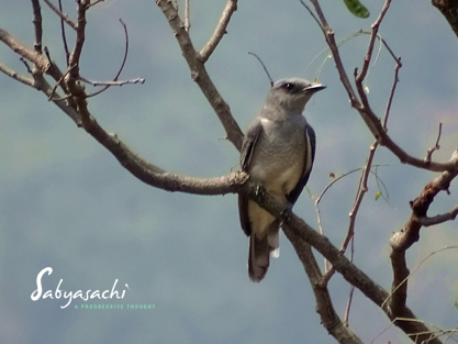Large cuckooshrike
