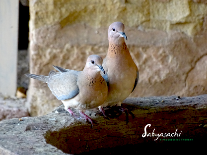 Laughing dove