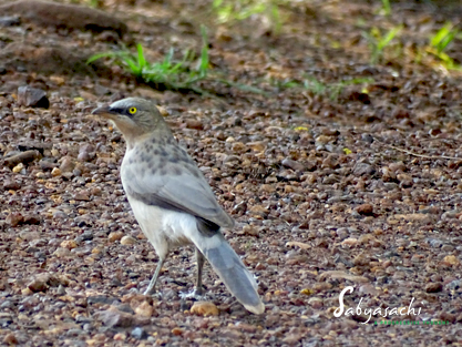 Large Grey Babbler