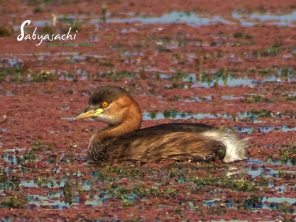 Little Grebes female