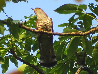 Large Hawk Cuckoo
