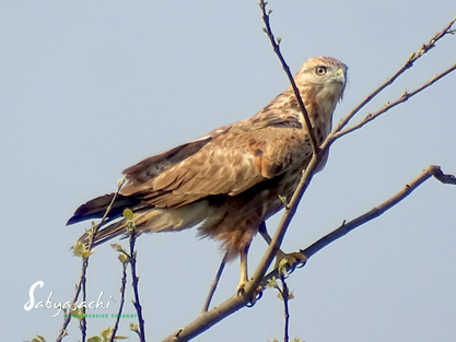 Long-legged buzzard