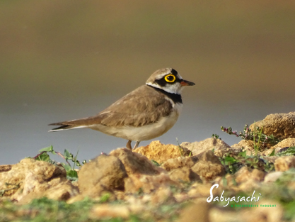 Little ringed plover