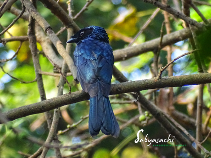 Lesser racket tailed drongo juv