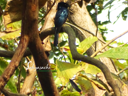 Lesser racket tailed drongo