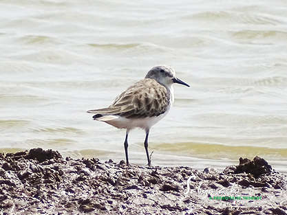 Little stint