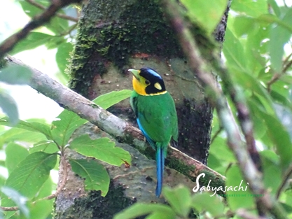 Long-tailed broadbill