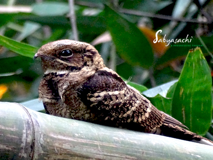Large-tailed nightjar