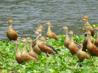 Lesser whistling