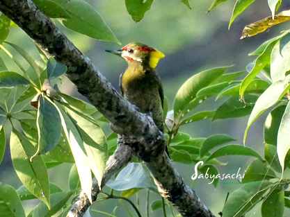 Lesser yellownape