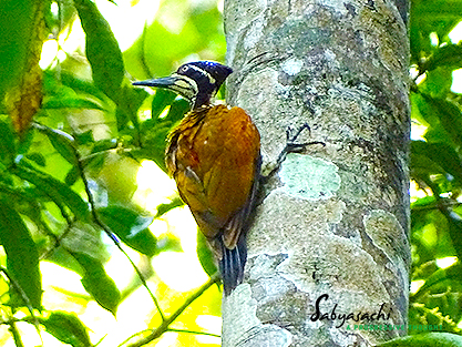 Malabar flameback