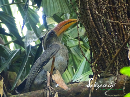 Malabar Grey Hornbill