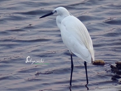 Little egret