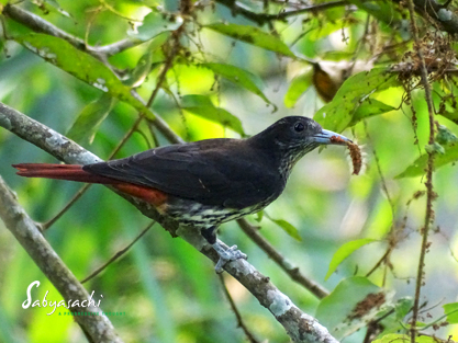 Maroon oriole