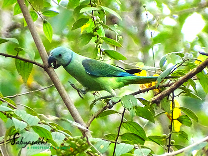 Blue-winged parakeet Female