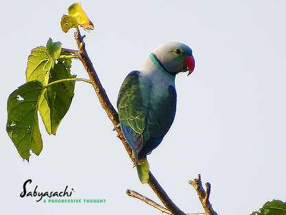 Blue-winged parakeet Male