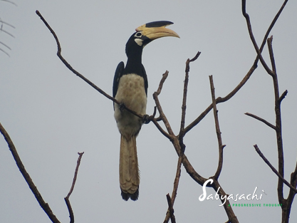 Malabar pied hornbill