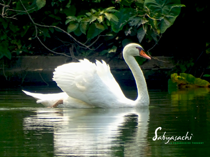 Mute swan