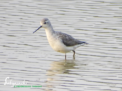 Marsh sandpiper