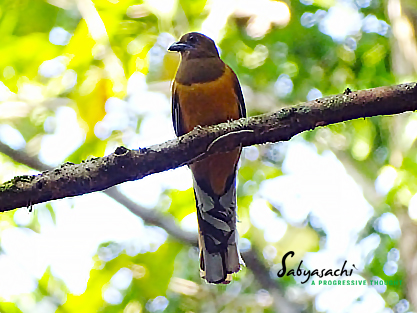 Malabar trogon female
