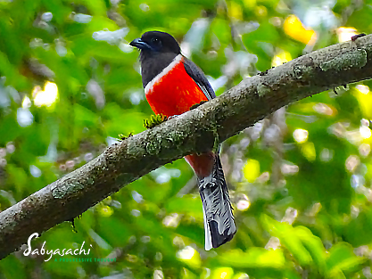 Malabar Trogons male
